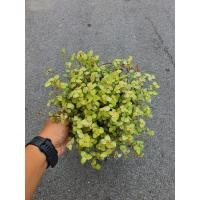 ราคา ริบบิ้นชาลีเหลืองทอง พุ่มแน่นๆ กระถ่าง 5 นิ้ว ริบบิ้นชาลีสีทอง ริบบิ้นชาลีสีเหลือง ไม้อวบน้ำ ไม้น่าปลูก (12937904721)