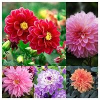 ราคา แพ็คละ 100 แคปซูล Dahlia Flower Seeds เมล็ดดอกไม้ เมล็ดพันธุ์ พันธุ์ดอกไม้ เมล็ดพันดอกไม้ เมล็ดพันธุ์บอนสี ดอกไม้ปลูก (11370238412)
