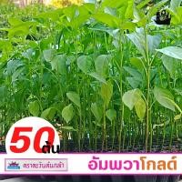 ราคา ต้นกล้า พริกขี้หนู อัมพวาโกลด์ (50ต้น) ต้นกล้าพริกจินดา ตราตะวันต้นกล้า ต้นอ่อนพริก 50 ต้น (21359926617)