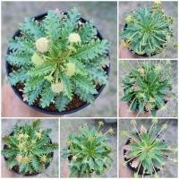 ราคา เมล็ดมะพร้าวทะเลทราย horwoodii (5373107195)