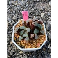 ราคา Haworthia Hybird Thailand กระถาง 3 นิ้ว (ส่งทั้งกระถาง) ไม้อวบน้ำ ต้นไม้ประดับ Succulnt Haworthia (20765775474)