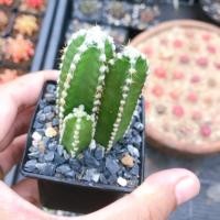 ราคา ปราสาทนางฟ้า หรือคอนโดนางฟ้า กระถาง 2” (6043579392)