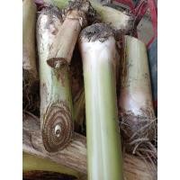 ราคา หน่อกล้วยน้ำว้ามะลิอ่อง จากสวนตัวเอง (20193806236)