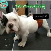 ราคา โอบิสุนัข สุนัขโต โอบิ XXL ไซบีเรีย บางแก้ว (6269025103)