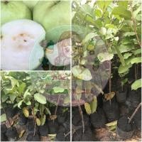 ราคา ฝรั่งกิมจูเสียบยอด(ขนาด60ซม.) (4367902297)