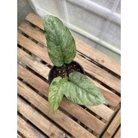 ราคา กวักพระพรหมป่า มิ้นมาเบิ้ล (19945388803)