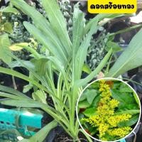 ราคา ดอกสร้อยทองไม้มงคล ดอกสีเหลือง ต้นพันธุ์ดอกสร้อยทอง พร้อมถุงชำ รากเต็มพร้อมปลูก (17057470983)