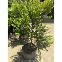 ราคา ต้นล่ำซำ ไม้มงคล หายาก (16957148737)