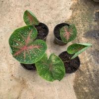 ราคา บอนสี อาจารย์มั่น #ตับพระเกจิ (22076805833)