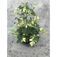 ราคา ต้นหนวดปลาหมึกด่าง ฟอร์มสวย (8118947649)