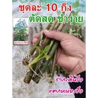 ราคา กิ่งพันธุ์สมุนไพรป่าช้าเหงา หรือ หนานเฉาเหว่ย สมุนไพรจีน ชุดละ10ท่อน (24553425601)