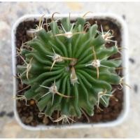 ราคา คลื่นสมอง แคคตัส (Echinofossulocactus) ราคาถูก (4967852686)