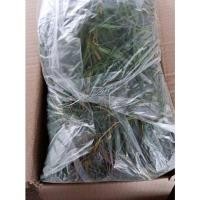 ราคา พันธุ์หญ้าแพงโกล่า 1 กิโลกรัม (9428103082)