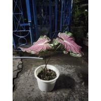 ราคา บอนสี (ฮกหลง) สีชมพู (13304036932)