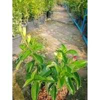 ราคา ต้นบานบุรีดอกสีม่วงดอกสวยดอกหอมปลูกเป็นไม้ประดับ (7880093603)