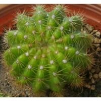 ราคา Cactus กระบองเพชร แคสตัส แคคตัส ไม้อวบน้ำ ดาวล้อมเดือน (2267485869)