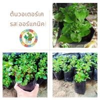 ราคา ต้นวอเตอร์เครส,วอร์เตอร์เครสฮาวาย,ผักสลัด,WATER CRESS HAWAII (11015331006)