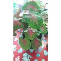 ราคา บอนสีช้างเผือกใบบัวส่งแบบหัวราก# (9389991873)