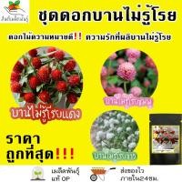 ราคา เมล็ดพันธุ์ ชุดดอกบานไม่รู้โรย ดอกไม้ ปลูกง่าย โตไว บานไม่รู้โรยสีแดง/บานไม่รู้โรยสีชมพู/บานไม่รู้โรยสีขาว พร้อมส่ง (9267499548)
