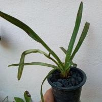 ราคา รองเท้านารีเหลืองเลย (2920321632)