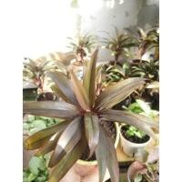 ราคา ต้นเทียนมหาลาภ หรือ ต้นเทียนมหามงคล (11455005867)