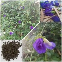 ราคา เมล็ดดอกอัญชัน (Butterfly pea) กลีบซ้อน5ชั้น สีม่วงอมน้ำเงิน 30เมล็ด (13227965071)