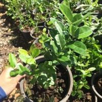 ราคา ต้นมะม่วงหาวมะนาวโห่ พร้อมปลูกลงดิน ส่งพร้อมกระถาง6นิ้ว สูง 20-30 ซม. พร้อมส่ง (7008814243)