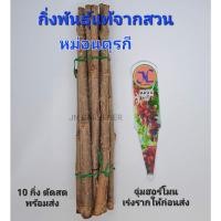 ราคา กิ่งพันธุ์หม่อนตุรกี,หม่อนทานผล(กิ่งสด,ตัดส่งทันที) (23106093588)