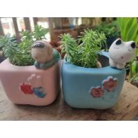 ราคา ต้นเศรษฐีแพรหยกพร้อมกระถางสีพาสเทล (8322261316)