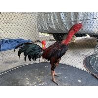 ราคา ไข่ไก่ชน ไข่เชื้อไก่ชน ยาไก่ชนพม่าลีลาแข้งหน้าจัดเบอร์แข้งหนัก สายเลือดดี มีประกันขนส่งแตกส่งให้ใหม่ (17508499781)