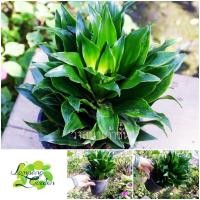 ราคา ต้น วาสนาเก้าชั้น กระถาง 6 นิ้ว ไม้ใบ ไม้จัดสวน (25008451502)