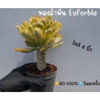 ราคา ต้นทองอำพัน ไซส์4นิ้ว (21158129113)