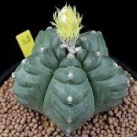 ราคา เมล็ดพันธุ์ Astrophytum myriostigma “Kikko” 10 เมล็ด แคคตัส กระบองเพชร Cactus (8403153854)