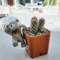 ราคา Cactus กระบองเพชรนิ้วทอง (3247768)