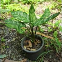 ราคา หน่อเขียวหมื่นปี ไม้มงคล (11245822630)