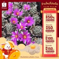 ราคา [ลด 30.- เก็บโค้ดหน้าร้าน] แคคตัสตระกูล แมมมิลลาเรีย ชูแมนนิไอ (Mammillaria schumannii) (22302231397)