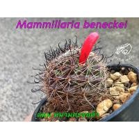 ราคา แมมหนามตะขอ หนามตะขอ ต้น หน่อ แมม กระบองเพชร Mammillaria beneckei แมมหนามตะขอดำ แมมหนามตะขอแดง (4908803256)