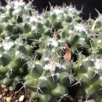 ราคา Mammillaria bucareliensisแมมหนามทุเรียน~ขนฟู น่าสะสม (9327874885)