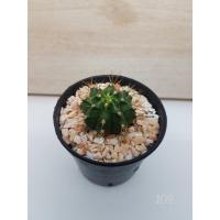 ราคา ยิมโนมิฮาโน,ยิมโนสายเก่า,ยิมโนหนามโหด-35 บาท (9906805852)