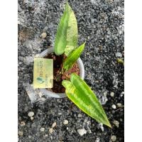 ราคา กวักพระพรหมด่าง ราคา 1000฿ (23678192956)