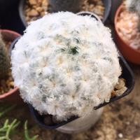 ราคา แมมขนนกขาว mammillaria plumosa (10946576552)