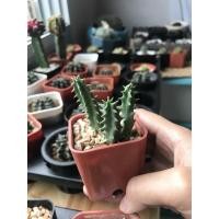 ราคา แคคตัส กระบองเพชร เก๋งจีน huernia (6846686551)