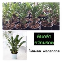 ราคา ต้นกล้ากวักมรกต ไม้มงคล ไม้ฟอกอากาศ พร้อมรากลงปลูกได้เลย สินค้าพร้อมส่ง (18456303988)