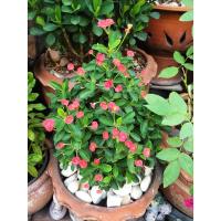 ราคา ต้นโป๊ยเซียนแคระ สวยงาม (พร้อมกระถาง 6" ) (4318006687)