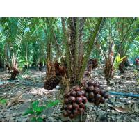 ราคา ต้นสละอินโดสายน้ำผึ้ง/แบบเพาะเมล็ด (25331030198)