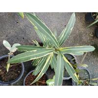 ราคา ต้นยี่โถด่างเหลือง 350บาท สีสวย (10503148112)