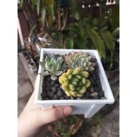 ราคา Echeveria รวมกุหลาบหิน รวมไม้อวบน้ำนำเข้า (6272218077)