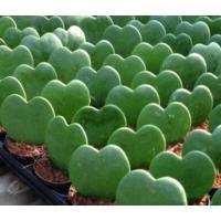 ราคา ต้นโฮย่า โฮย่า ตันหัวใจ สวนเขาหมาก ไม้ประดับ สวนเขาหมาก ต้นไม้ ต้นพันธ์ เมล็ดพันธ์ พันธุ์ไม้ ไม้มงคล ไม้ฟอกอากาศ (3971630014)