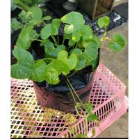 ราคา ต้นใบบัวบก/ผักหนอก /ผักแว่น /ปะหนะเอขาเด๊าะ บรรจุในถุงดำ 1 ถุง (10808687079)