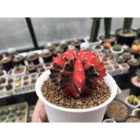 ราคา Gymnocalycium Mihanovichii Cactus ไม้เมล็ด (7551586934)